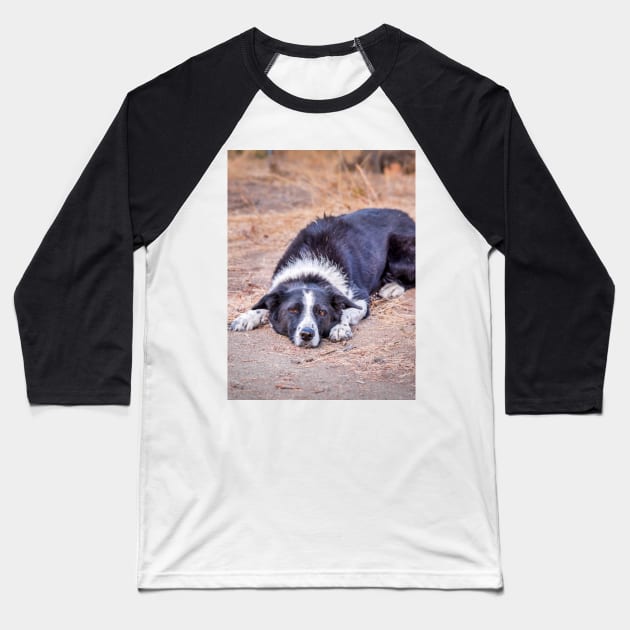 Cute Border Collie Lying on Ground Baseball T-Shirt by Amy-K-Mitchell
